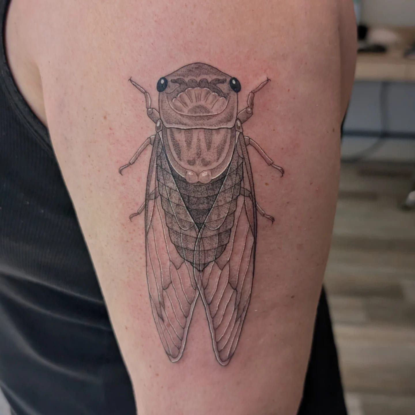 Cicada, fine line