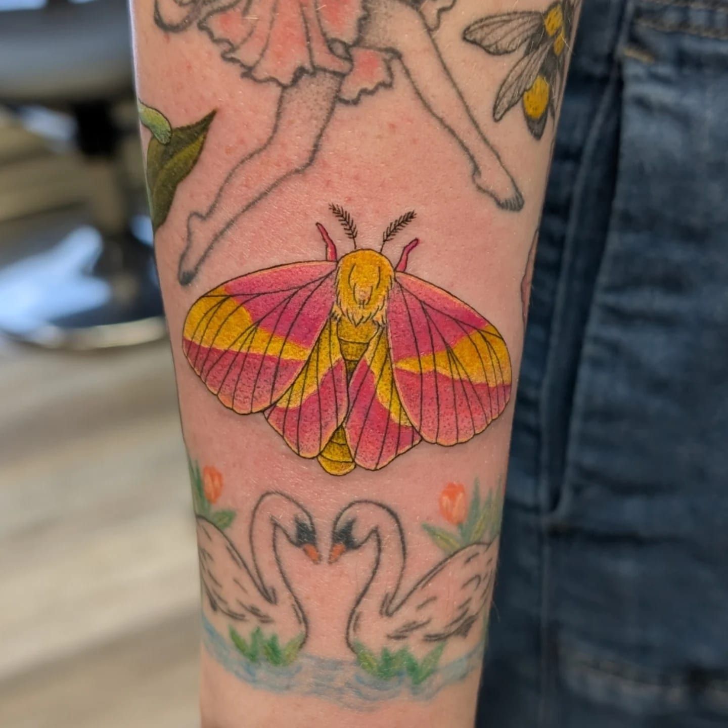 Rosy maple moth